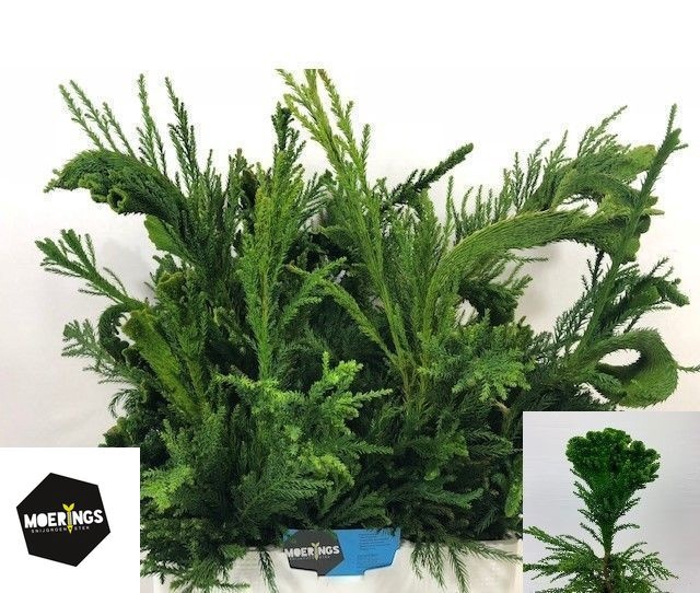 <h4>Cryptomeria cristata (p/bunch)</h4>