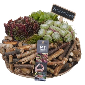 PTS6606 Arrangementen Sempervivum