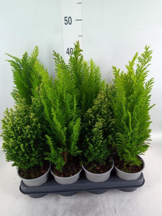 <h4>Conifers   ...mix</h4>