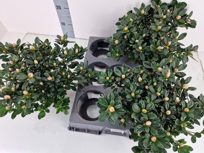 <h4>RHODO SI OV</h4>