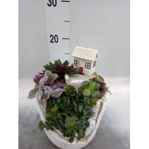 Arr. Kamerplant Groen H%
