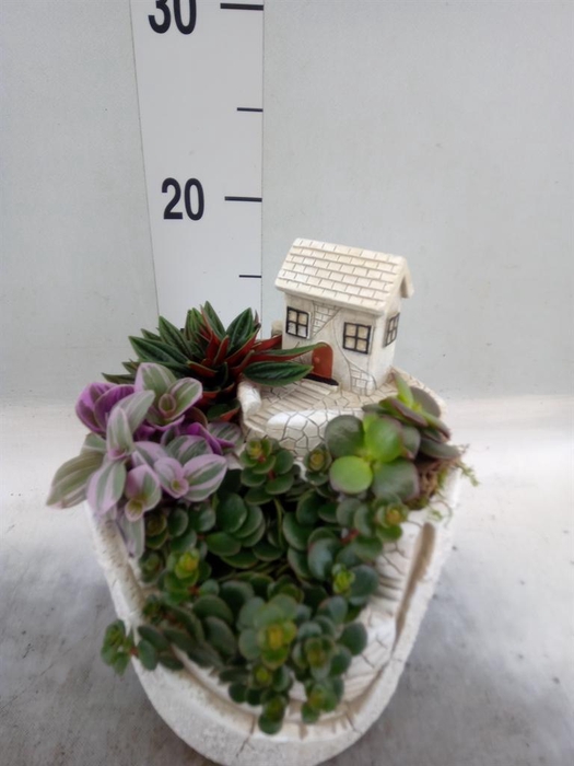 <h4>Arr.   Kamerplant Groen H%</h4>