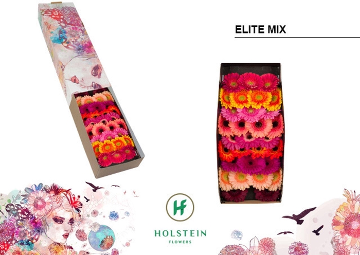 <h4>GERBERA MI 'ELITE MIX'</h4>