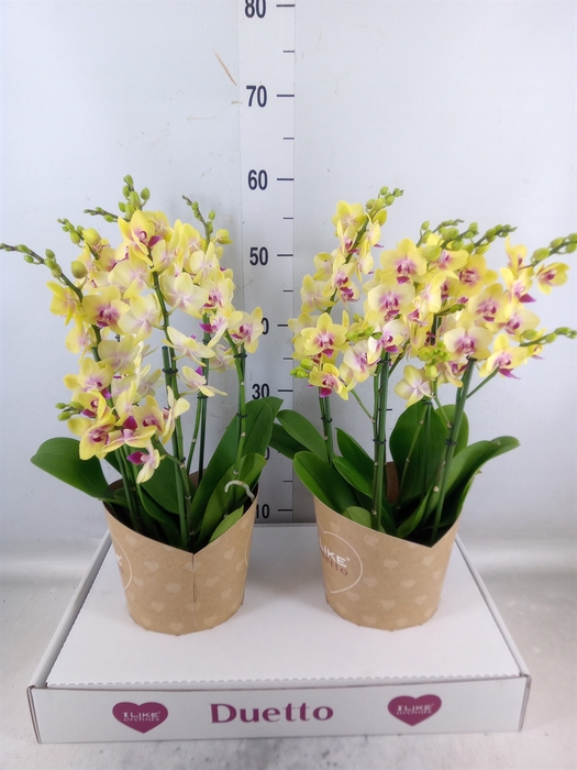 <h4>Phalaenopsis multi. 'FC Spunky'</h4>