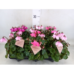 Cyclamen KL 'Petticoat'