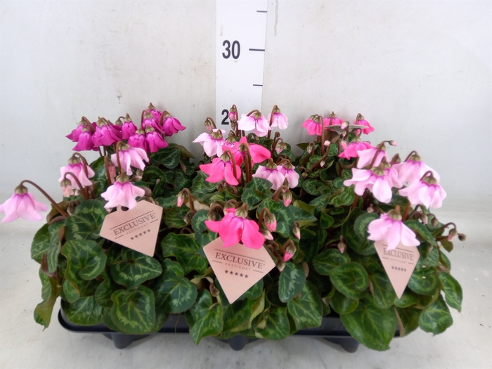 <h4>Cyclamen KL 'Petticoat'</h4>
