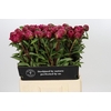 Paeonia Paul M. Wild