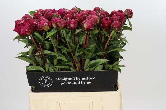 Paeonia Paul M. Wild
