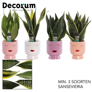 Sansevieria Super mix 12 cm in Dua Lipa (Party Love-collection)