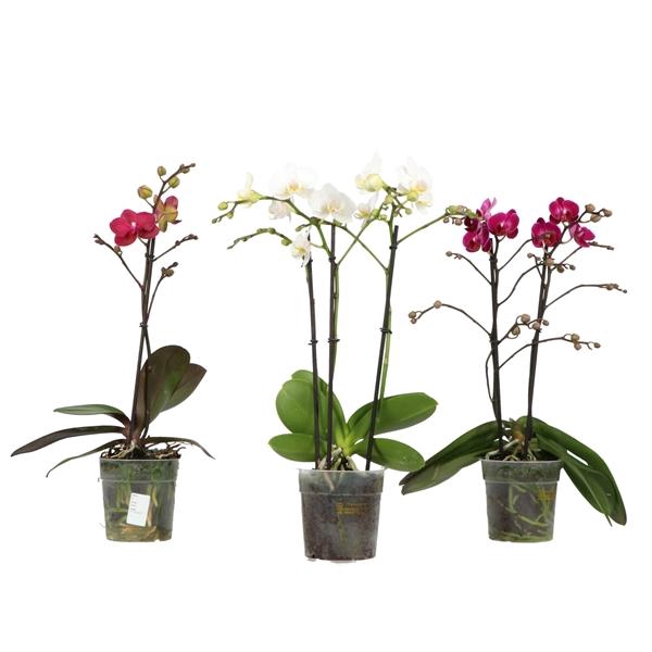 <h4>Colours P12 A2 Mix</h4>