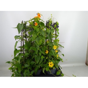 Thunbergia alata