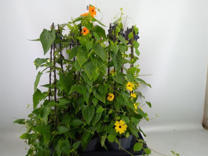 <h4>Thunbergia alata</h4>