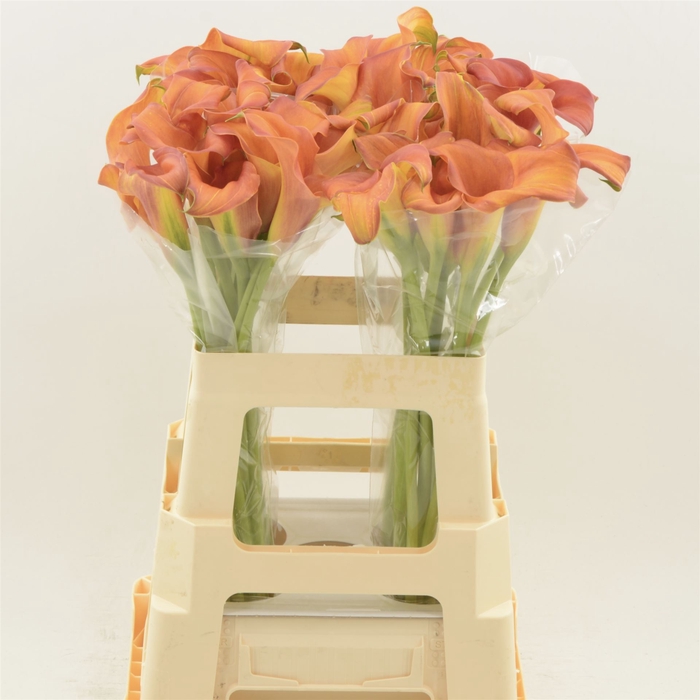 <h4>Calla Odeon | Dubbelbloemig</h4>