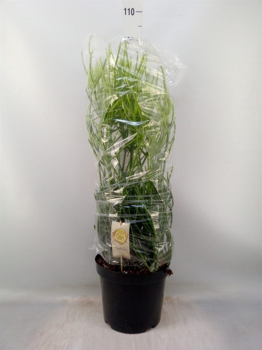 <h4>Euphorbia tirucalli</h4>