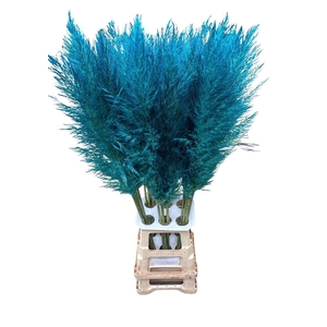 Cortaderia Opgetrokken Light Blue Stem