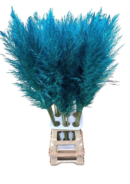 <h4>Cortaderia Opgetrokken Light Blue Stem</h4>