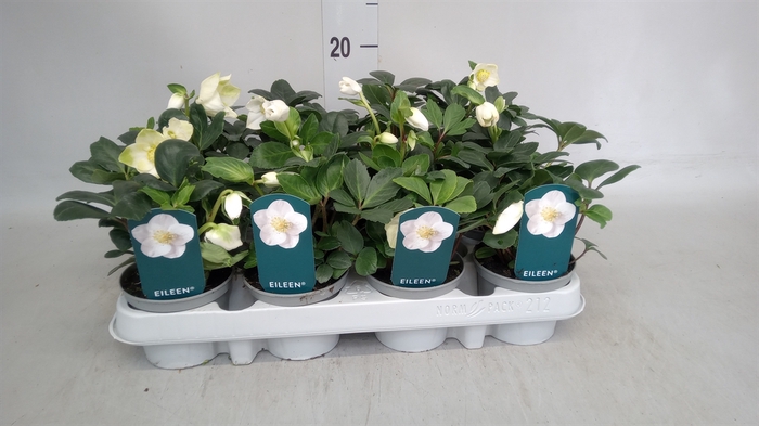 <h4>Helleborus niger 'Eileen'</h4>