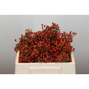 Rozenbottel Autumn Rosefruits
