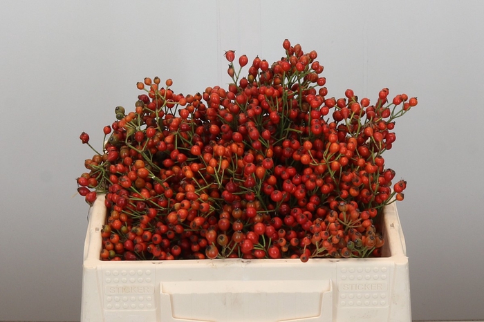 <h4>Rozenbottel Autumn Rosefruits</h4>