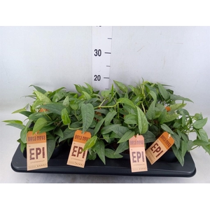 Epipremnum pinn. 'Cebu Blue'