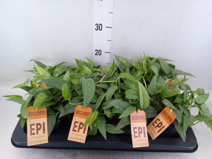 <h4>Epipremnum pinn. 'Cebu Blue'</h4>