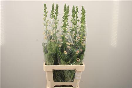 <h4>Digitalis Purpurea</h4>