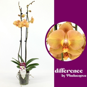 Phalaenopsis overig oranje (meerder