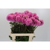 Dahlia Sweet Fabienne