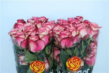 <h4>R GR PALOMA</h4>