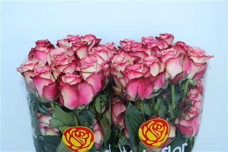 <h4>R GR PALOMA</h4>