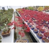 Acer palmatum Deshojo
