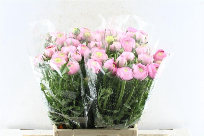 <h4>Ran Aazur Li Pink</h4>