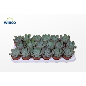 Echeveria Raindrop