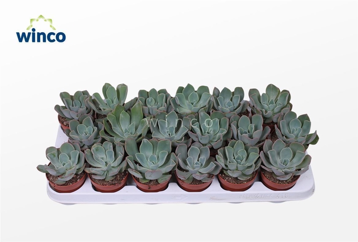 <h4>Echeveria Raindrop</h4>