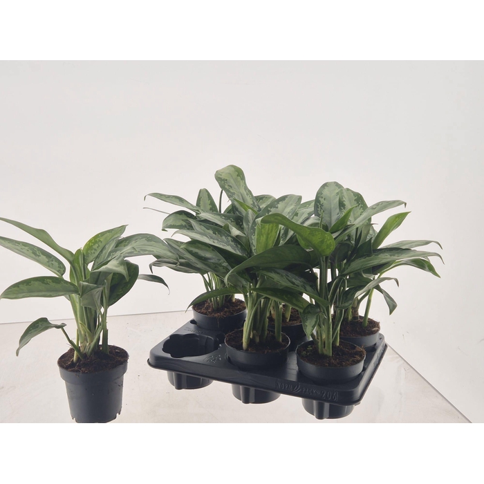 <h4>AGLAO JUBILEE</h4>