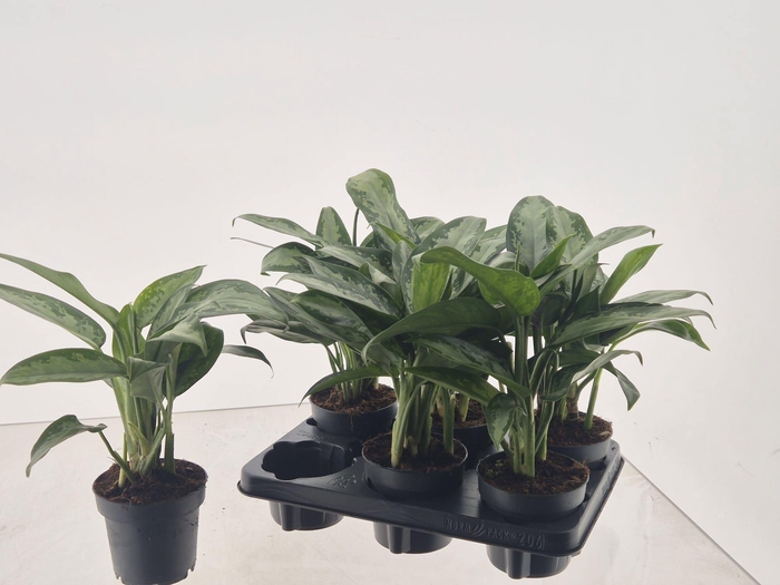 <h4>AGLAO JUBILEE</h4>