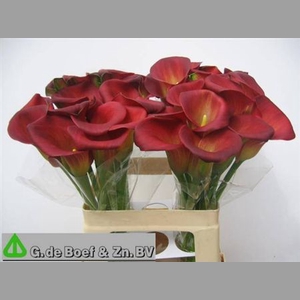 Zant Ov Rood