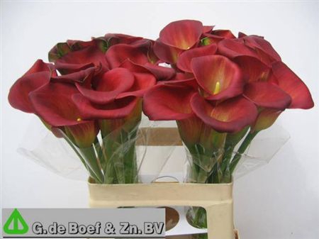 <h4>Zant Ov Rood</h4>