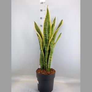 Sansevieria trifa. 'Laurentii'