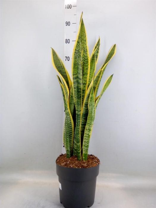 <h4>Sansevieria trifa. 'Laurentii'</h4>