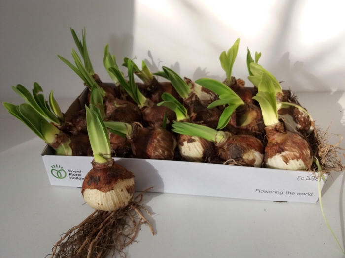 <h4>BLOEMBOL HIPPEASTRUM</h4>