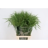 PANICUM FONTAINE