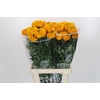 Tagetes Marigold Promise Orange