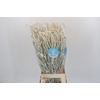 Amaranthus Yearming Desert
