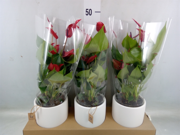 <h4>Anthurium  'Banderola Lava'</h4>