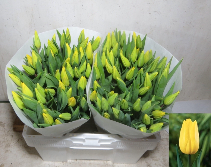 <h4>TU EN STRONG GOLD</h4>