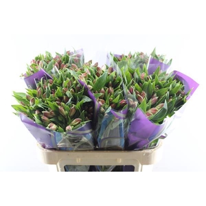 Alstr Bubblicious (d.rose)