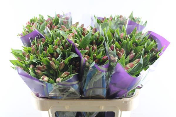 <h4>Alstr Bubblicious (d.rose)</h4>