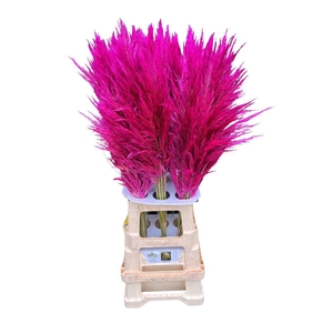 Cortaderia Opgetrokken Cerise Stem