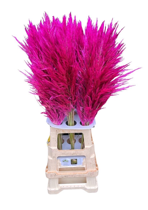 <h4>Cortaderia Opgetrokken Cerise Stem</h4>